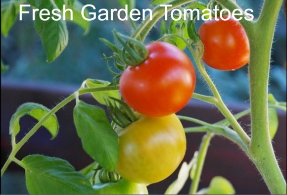 Fresh Garden Tomatoes for Summer Salads